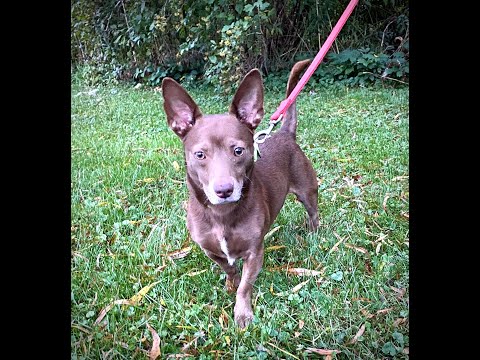 Jerry, an adopted Terrier Mix in Kittanning, PA_image-1