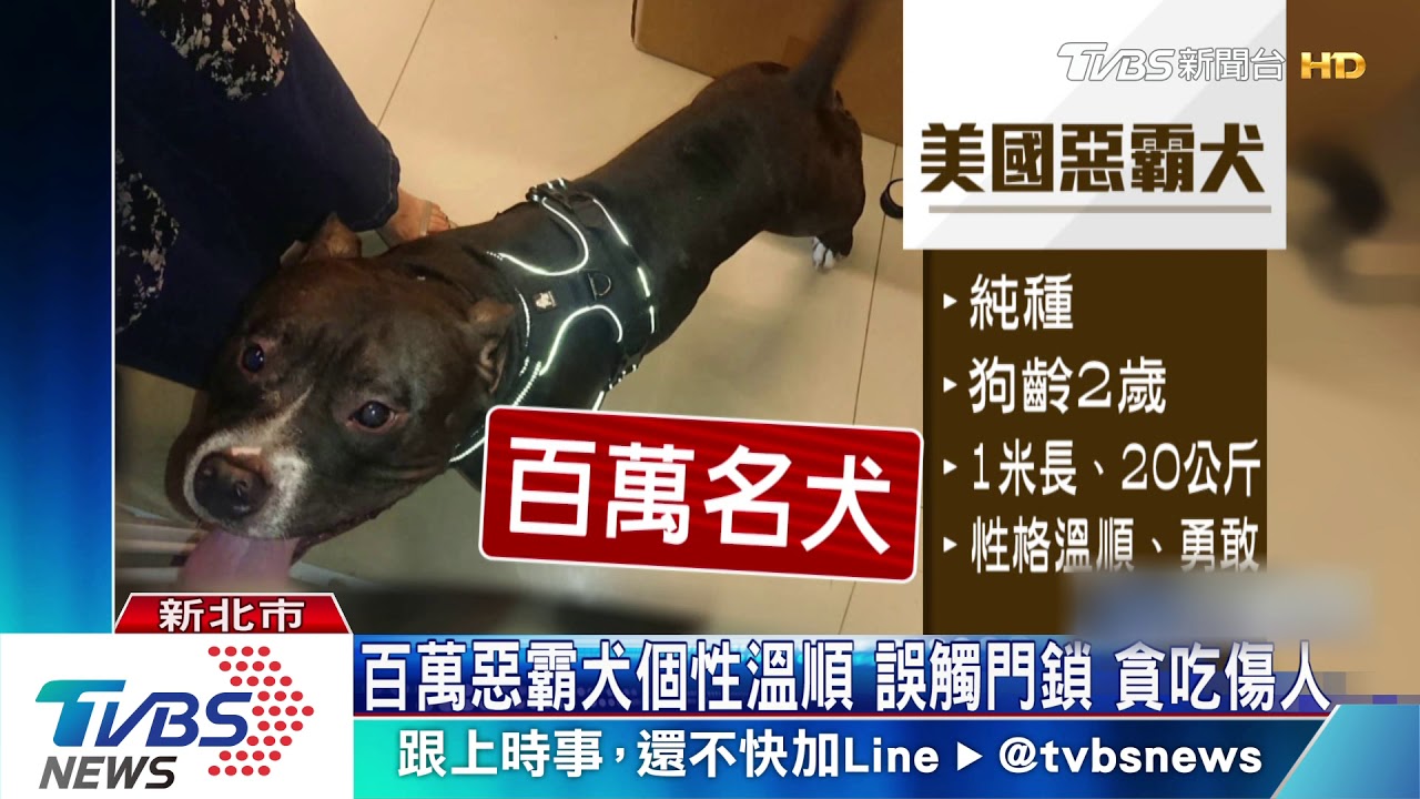 百萬惡霸犬個性溫順 誤觸門鎖、貪吃傷人