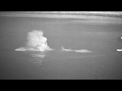 Hippo Interaction Part 2 - Things get fiesty 11/13/25