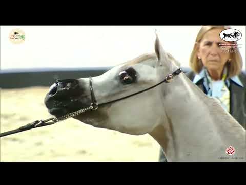 N 90 M SALAMAT   Kuwait International Egyptian Event 2022   Fillies 2 Years Old Class 3B