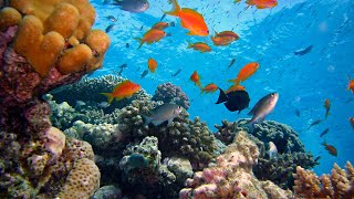 Fish Underwater Aquarium | The Most Relaxing Sleep/Meditation Sounds
