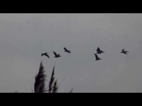 Pelicani pe lacul Bistret, jud.Dolj