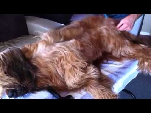 Briard grooming...
