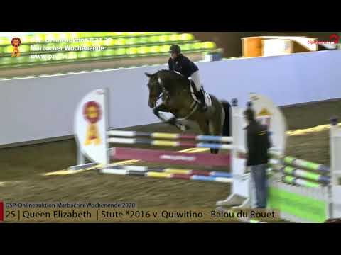 KN 25 QUEEN ELIZABETH Präsentation, 4-j. Stute v.Quiwitino-Balou du Rouet*Marbacher Wochenende 2020*