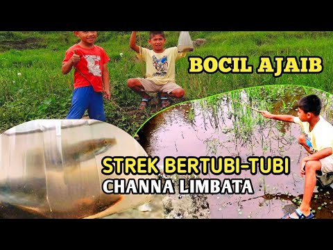 MANCING IKAN CHANNA LIMBATA - BOCIL INI STREK BERTUBI TUBI😎