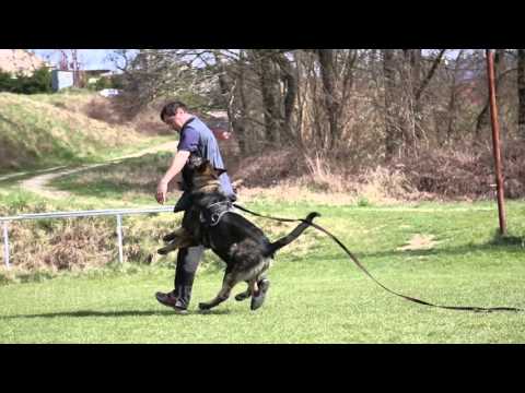 Kynologický klub -KK NIKO Nitrianske RudnoTrening3.4. 2016