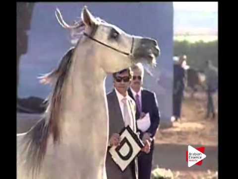 N.178 S.S. ASEEL - Ajman 2016 - Colts 2 years old (Class 8A)