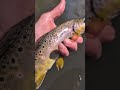 bye bye Brownie #wading #troutfishing #catchandrelease