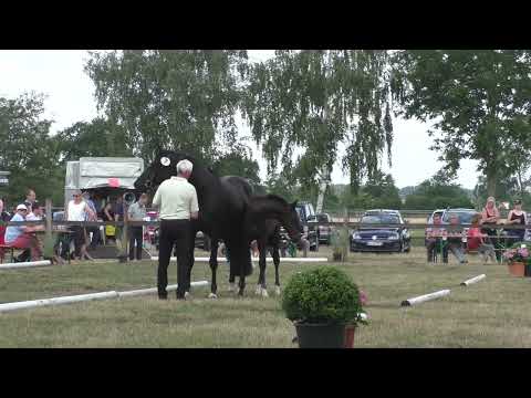 Fohlenschau 2022 - 07 Hengstfohlen v. Shu Fu