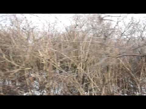 Calatorie cu P15240 pe ruta Baile Felix - Cordau (06 03 2011)