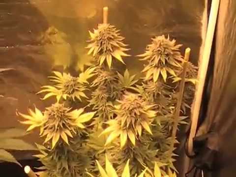Harvest day AK 47 and Gold Leave,