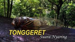 Download lagu Tonggeret Suara Nyaring mp3 Download lagu Tonggeret Suara Nyaring mp3