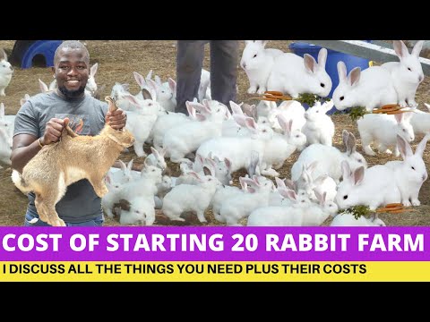 Rabbit Farming: Cost Of Starting A 20 Rabbit Farm