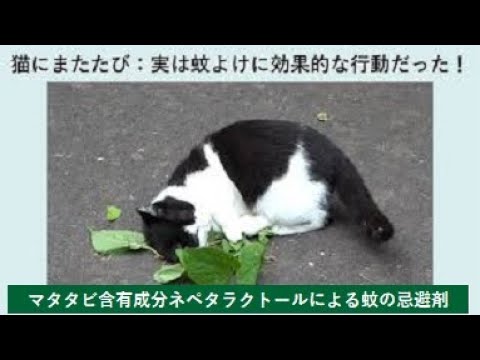【農学部】マタタビ含有成分ネペタラクトールによる蚊の忌避剤