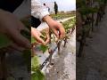 Grape Farming Satisfying Agriculture Farming