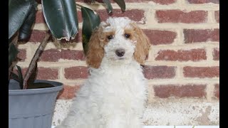 Video preview image #1 Poodle (Standard) Puppy For Sale in NOTTINGHAM, PA, USA