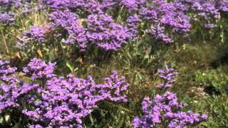 Un ramito de Violetas Cecilia y Julio Iglesias