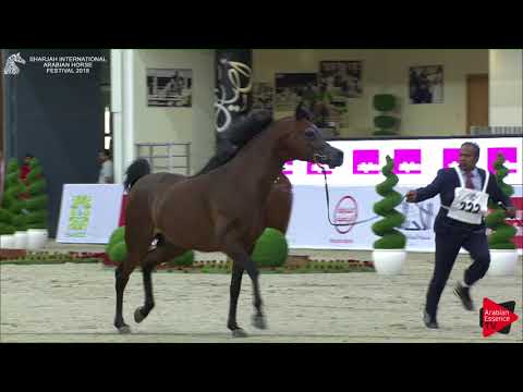 222 RAWAF Sharjah International 2018