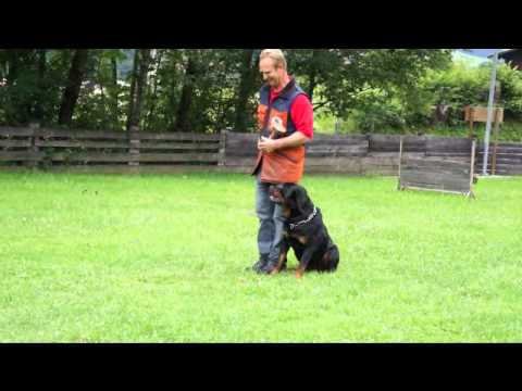 Kimon vom Haus Pronebner