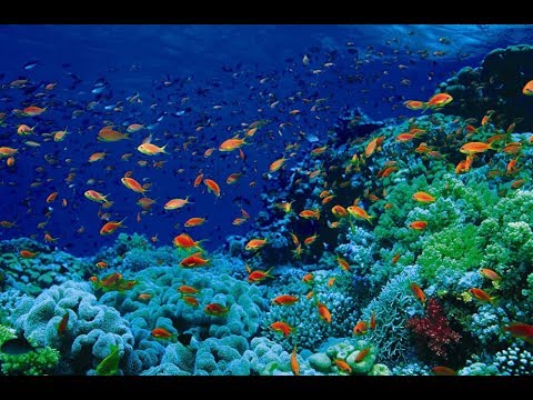 Оазис Австралии. Коралловый риф Нингалу.