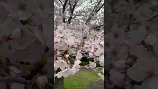 Download lagu Bunga sakura Jepang 2022 telah mekar 😍/ japan spring mp3