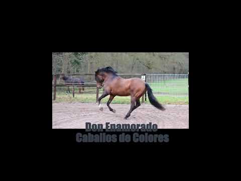 Don Enamorado at Caballos de Colores Stud Farm
