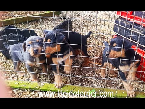 Heideterrier Rüden Welpe VON DER LÖNSMEUTE / Mai 2021 / Niedersächsischer Schwarzwild Jagdterrier