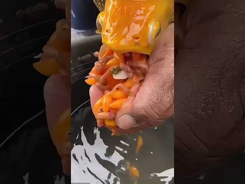 Very expensive Arowana babies#arowanafish #fish #fishtank #asianarowana #aquarium