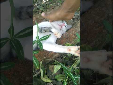 Its play with me|😻😻#shortsfeed #shorts#youtubeshorts#short#ytshorts#shortsvideo#shortsfeed#viral