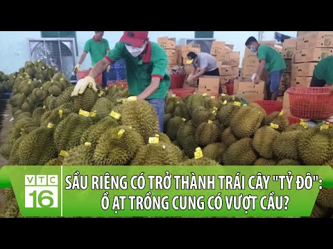Sầu riêng có trở thành trái cây "tỷ đô": Ồ ạt trồng cung có vượt cầu? | VTC16