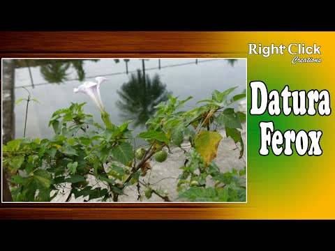 Poisonous Plant Datura Ferox | Fruit of Datura | Datura Stramonium | Devils Flower | Datura innoxia