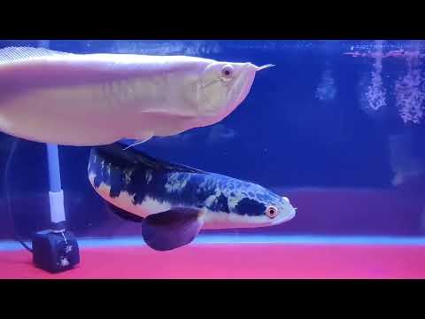Arowana & Snakehead Together|| Community tank || Monster fish