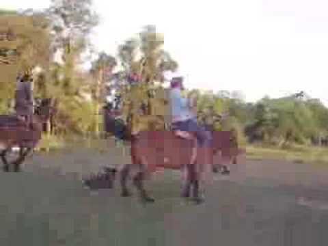 Ginetiada - Pedro Móglia - Margarida