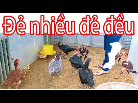, title : 'Cho Gà ăn vỏ Tôm, Cua, vỏ Trứng đúng cách để gà để nhiều, đẻ đều | Nguyễn Viết Hòa'