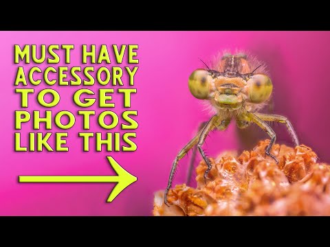 Macro Photography Made EASY: Raynox DCR-250 Snap-On Lens Review