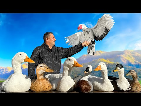 Crispy Duck and Tender Rice: A Mouthwatering Oven-Baked Dish