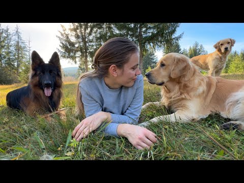 a day in the life of my 3 dogs