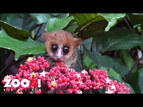 Goodman-Mausmaki im Masoala Regenwald