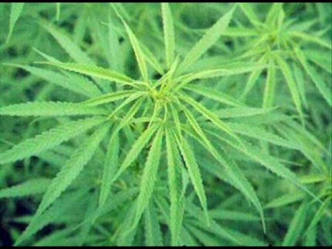 download lagu mp3 mp4 Bezerra, download mp3 Bezerra free download mp3, download mp3 Bezerra