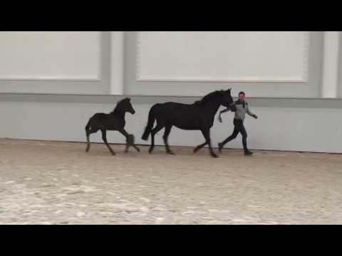 Hengstfohlen Morricone x Rosario