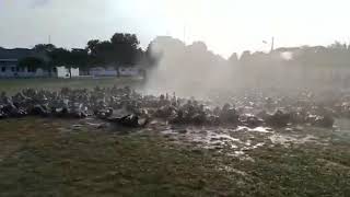 Download lagu Tradisi menjelang pelantikan semaba pk 45 tni au mp3 Download lagu Tradisi menjelang pelantikan semaba pk 45 tni au mp3