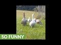 Woman has full blown conversation with herd of geese