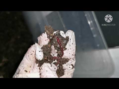 African Nightcrawler worm bin, new feeding and night observation after 2 days. Vermicompost