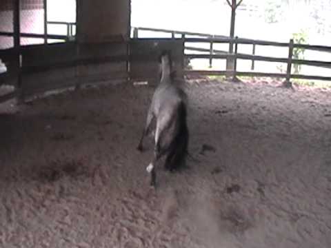 jaguar do recanto crioulo