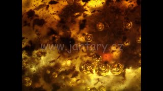 Okno do baltského jantaru PO-23