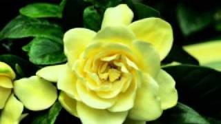 You by Pieces of a Dream