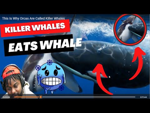 This Is Why Orcas Are Called Killer Whales