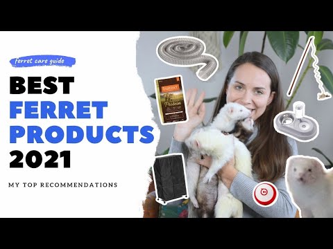 BEST FERRET Products | The Modern Ferret