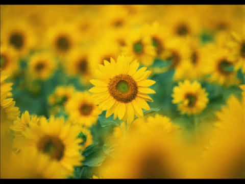 Selimova   Zelcevski   Ja izlezi libe na pendzere