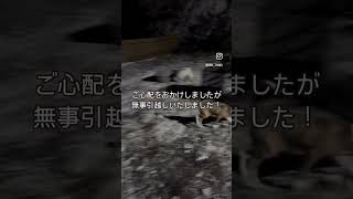 [突然家を追い出された我が家の物語③]  夫婦2人と元保護犬33匹のバリ島暮らし　ついに家を追い出されました😂